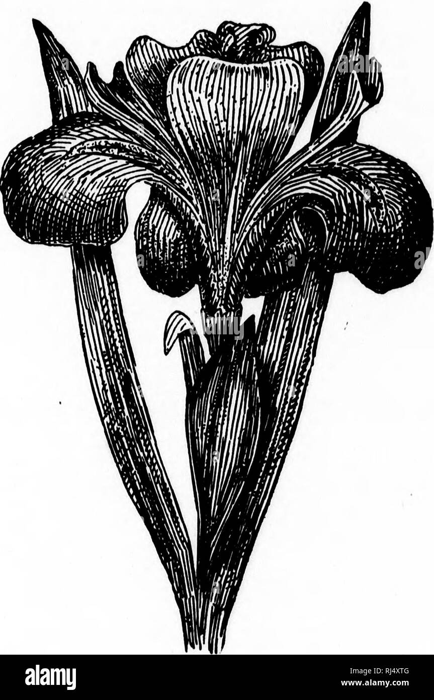 Monographies De Plantes Canadiennes Microforme Suivies De Croquis Champetres Et D Un Calendrier De La Flore