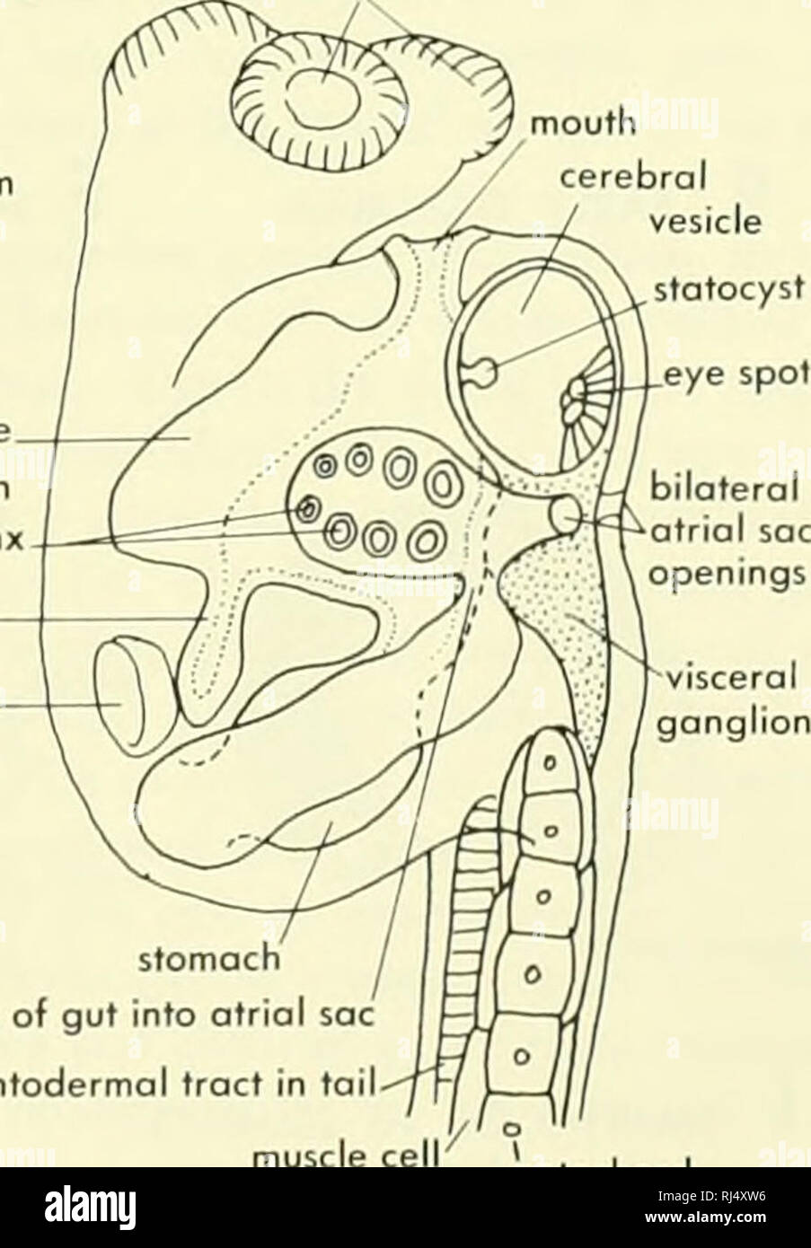 . Chordate morphology. Morphology (Animals); Chordata. endostyle openings between atrium and pharynx epicardium heart. entoderm. stomach opening of gut into atrial sac entodermal tract in tail muscle ce EARLY NEURULA H LATE NEURULA notochord LARVA AT HATCHING Figure 7-5. Early stages of the tunicate, C/ave//no. A, egg with follicular wall and envelope of perivitelline cells; B, 2-cell stage; C, 8-cell stage; D, blastulo with arrow indicating axis and future dorsal and ventral aspects; E, sagittal section of gastrula with anterior end to left and dorsal side up; F, cross section through E; G, s Stock Photo