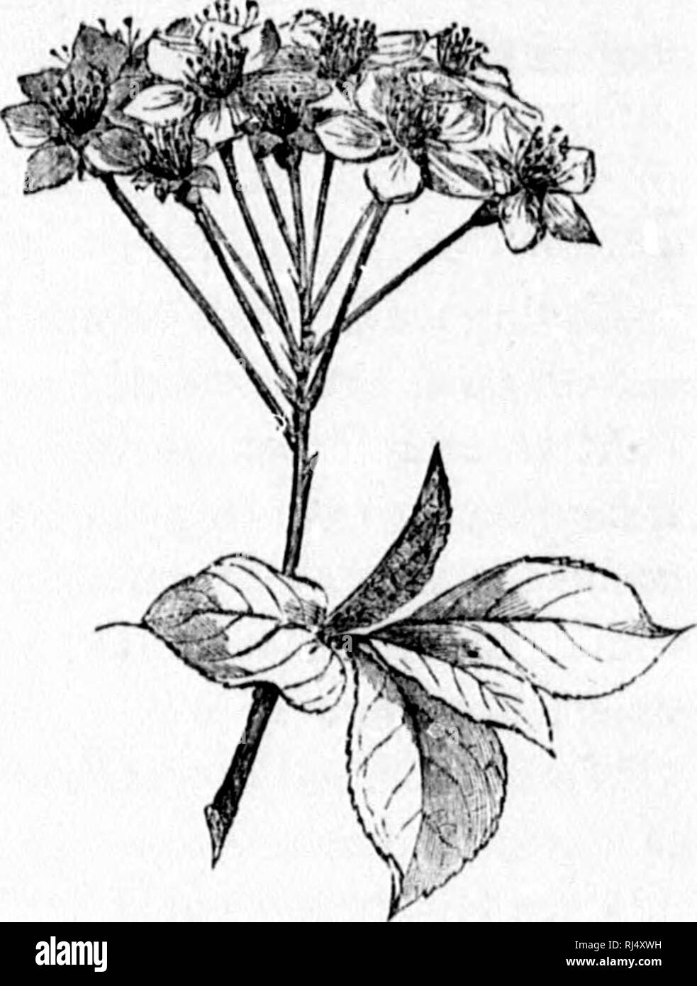 . A manual of the medical botany of North America [microform]. Botany, Medical; Botany; Botanique médicale; Botanique. Fig. 38.—Simiile nicemo of the red currant. Fig. 39.—Corymb of a cherry. flowering. A con^Moiiud raceme is tenned a panicle. A panicle of an ovoid shape, havi ig the central pedicels longer than the outei&quot;, is called a thyrse.. Please note that these images are extracted from scanned page images that may have been digitally enhanced for readability - coloration and appearance of these illustrations may not perfectly resemble the original work.. Johnson, Laurence, 1845-189 Stock Photo