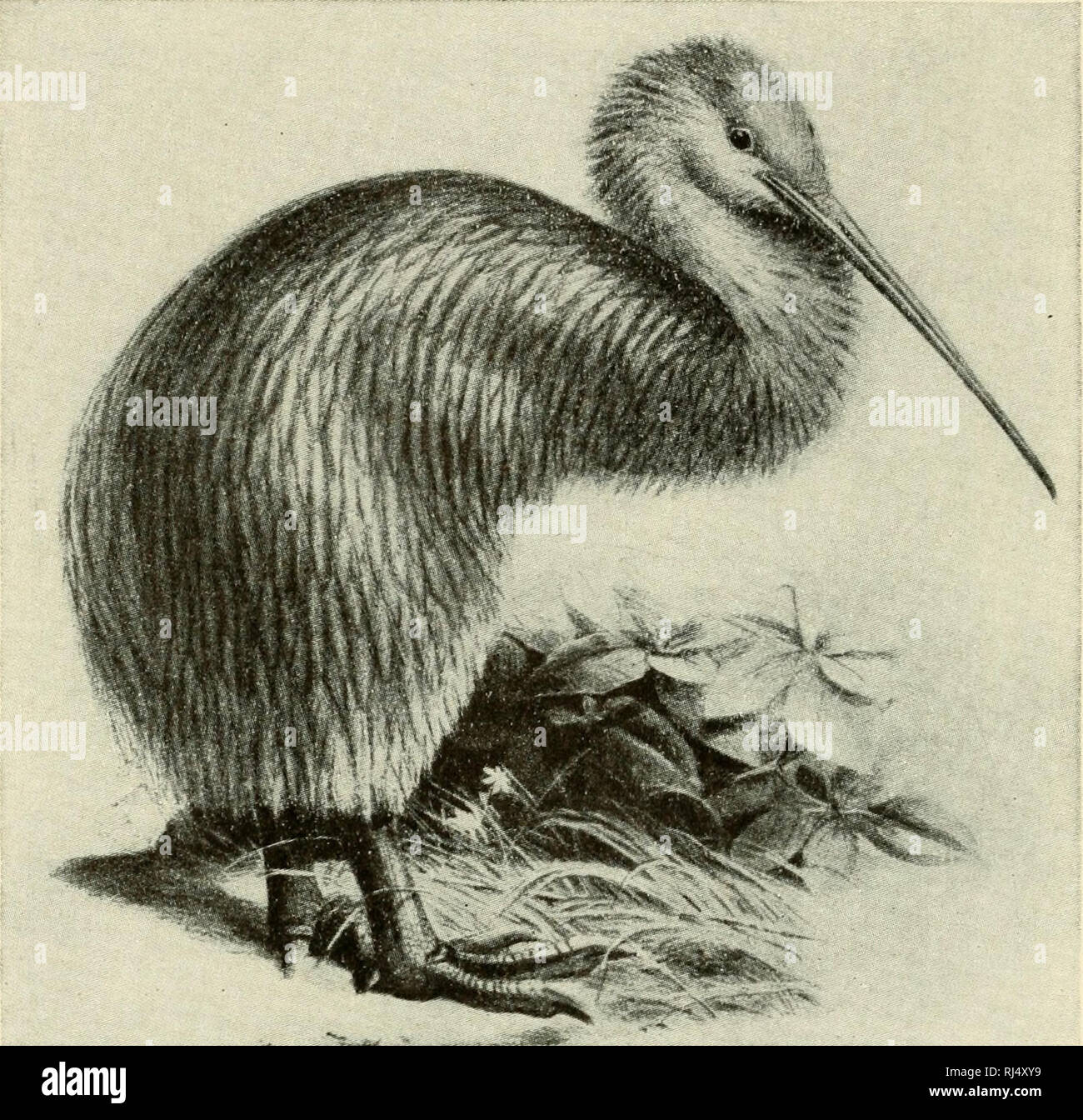 . The chordates. Chordata. 546 Comparative Morphology of Chor. Fig. 421. New Zealand kiwi, Apleryx australis. (Courtesy, Knowlton and Ridgway: &quot;Birds of the World,&quot; New York, Henry Holt &amp; Co., Inc.) Order 11. Anseriformes: Ducks, geese, swans; swimmers and waders; short legs, webbed feet; with few exceptions, strong fliers. Order 12. Falconiformes: Falcons, eagles, hawks, buzzards (Fig. 428), vultures; carnivorous; hooked bill and long-clawed toes adapted for capture and rending of prey; strong fliers. Order 13. Galliformes: Mostly ground birds and poor fliers; quails, pheasants, Stock Photo