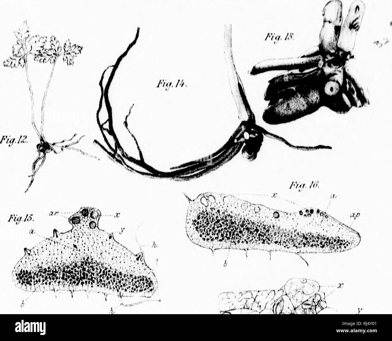 The Gametophyte Of Botrychium Virginianum Microform Plants Plant Embryology Plantes Plantes Tranoof Cana I An Iimutuie Vol V L Quot 2 I Lato 1 I A A A V R Rr 3 A T A A C
