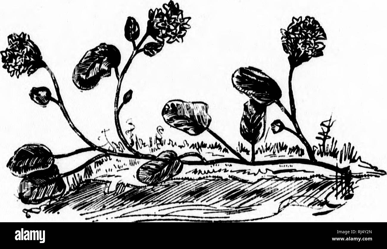 Le Printemps Black And White Stock Photos Images Alamy