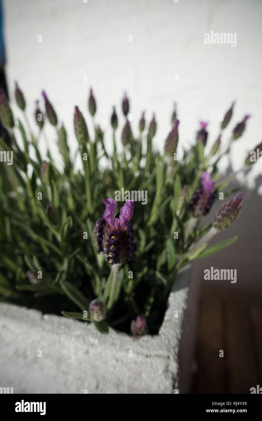 Lavendel im Betontopf Stock Photo