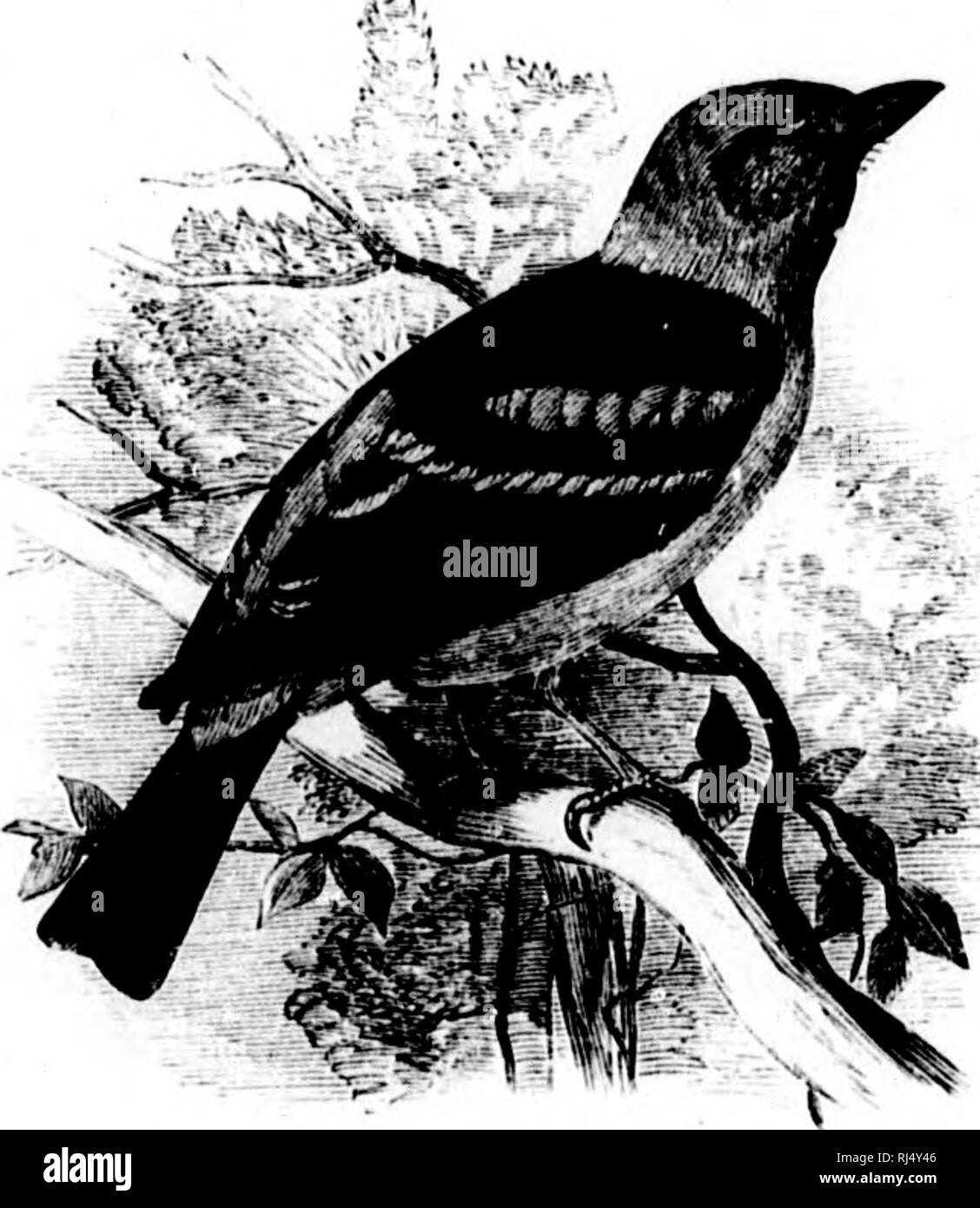 . A history of North American birds [microform] : land birds. Birds; Ornithology; Oiseaux; Ornithologie. TA X A( 1 Kl D.K â TIIK TA X A ; lis dcplli at the Ijiisr, .!((, its liruadth, .30; larsirs .N(l. IJah. Vmalan. Fyranga rubra, ' I KILL. THE SCARLET TANAGER. 'Tamuji-ii nilmi, Linn. I, HiKi, ;!M. (Imki.in, I, i, ,. SSIl. â Wii.sdS, .im. Orii. II, ISlli, l-J; pi. xi, r. â â '., 1. - .ri.. Oni. I'.in- IV, .:;s, ;iss ; pi. ,,,|iv. /',ââ¢Â»â,/,', rubi',i, l|.;iLl.crr, (Â»is. .ii,. S,.pl, I, l,S(i7, jv ; pi. i, l. I^ ,||,,;|,1.&gt;. - Sw.uNsu.n, 1'. Uor. Am. II, Lsil, :;7:i. - lid.N. Li.M.  Stock Photo