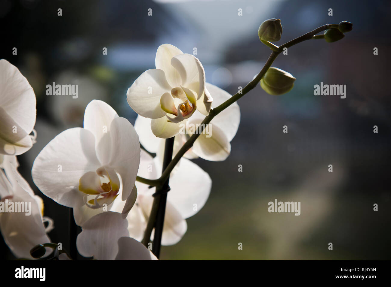 Weisse Orchidee Stock Photo