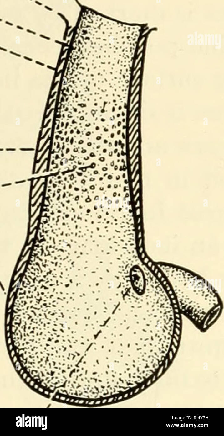 . The chordates. Chordata. Pylorus' NGizzard muscle Keratoid layer Fig