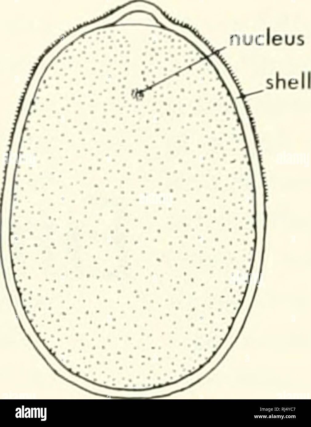 Vitelline Membrane High Resolution Stock Photography and Images Alamy