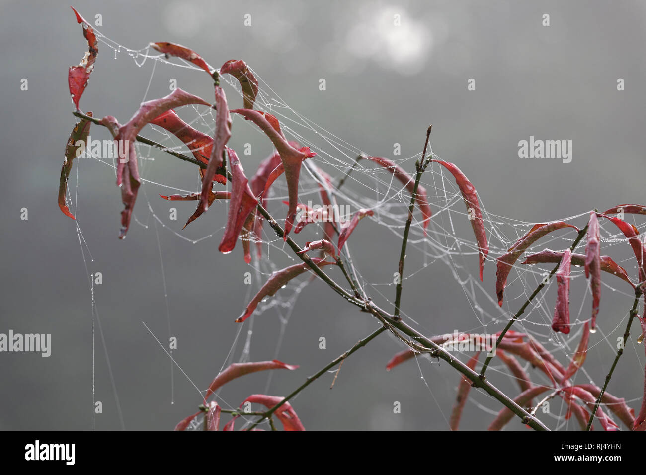 Spinnennetz im Morgentau und Nebel Stock Photo