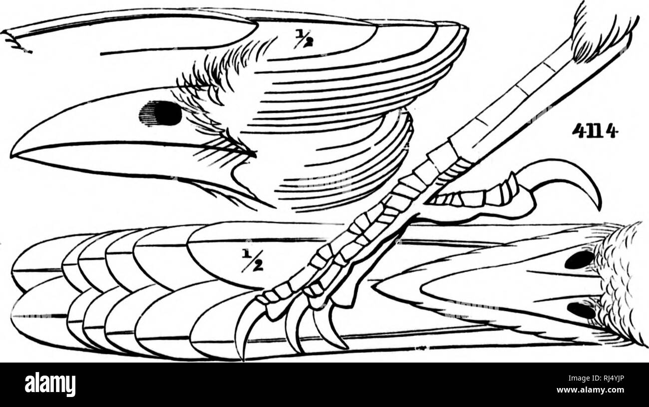 . A history of North American birds [microform] : land birds. Birds ...