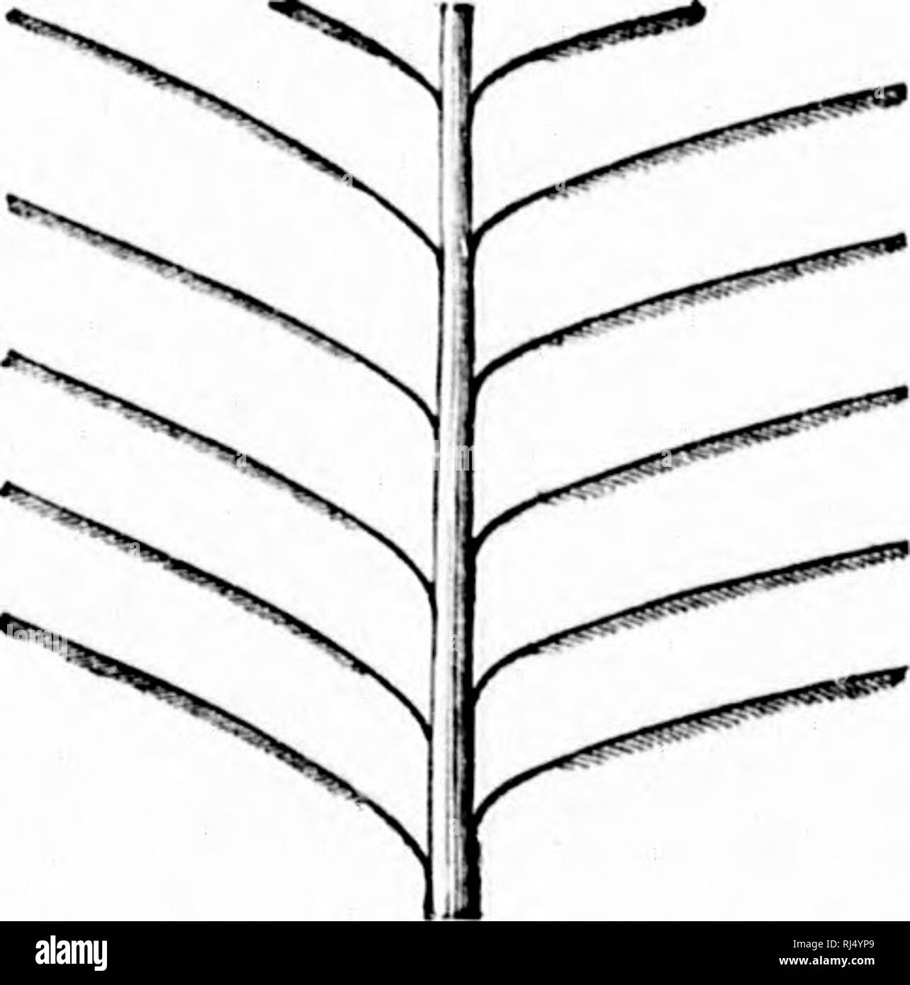 Fi Pi Li High Resolution Stock Photography And Images Alamy