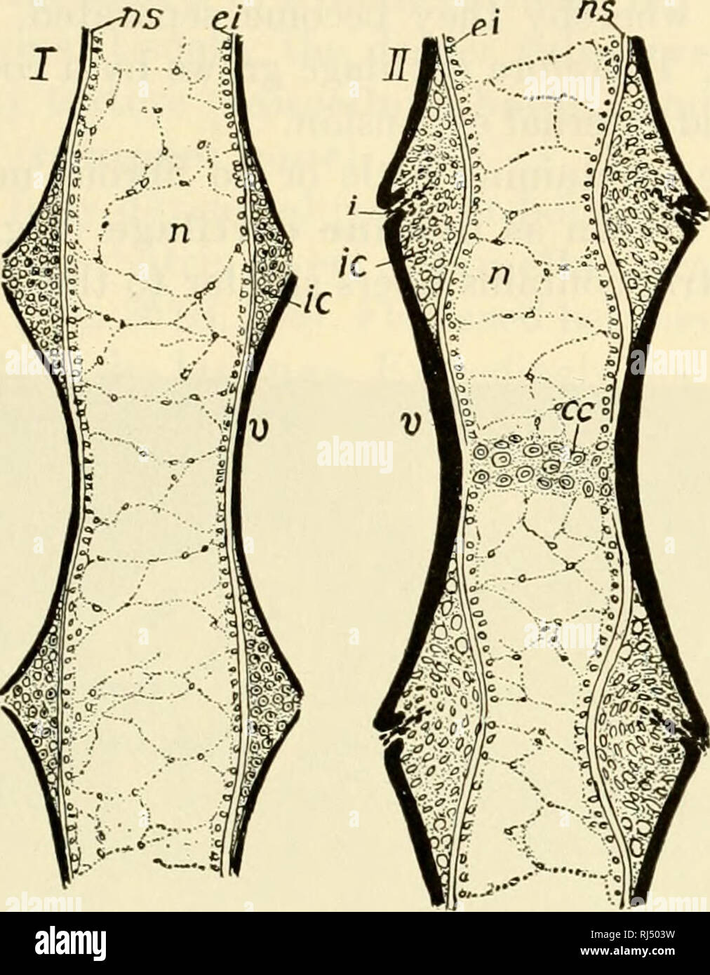 . The chordates. Chordata. Histology 323 a length of rubber tubing ...