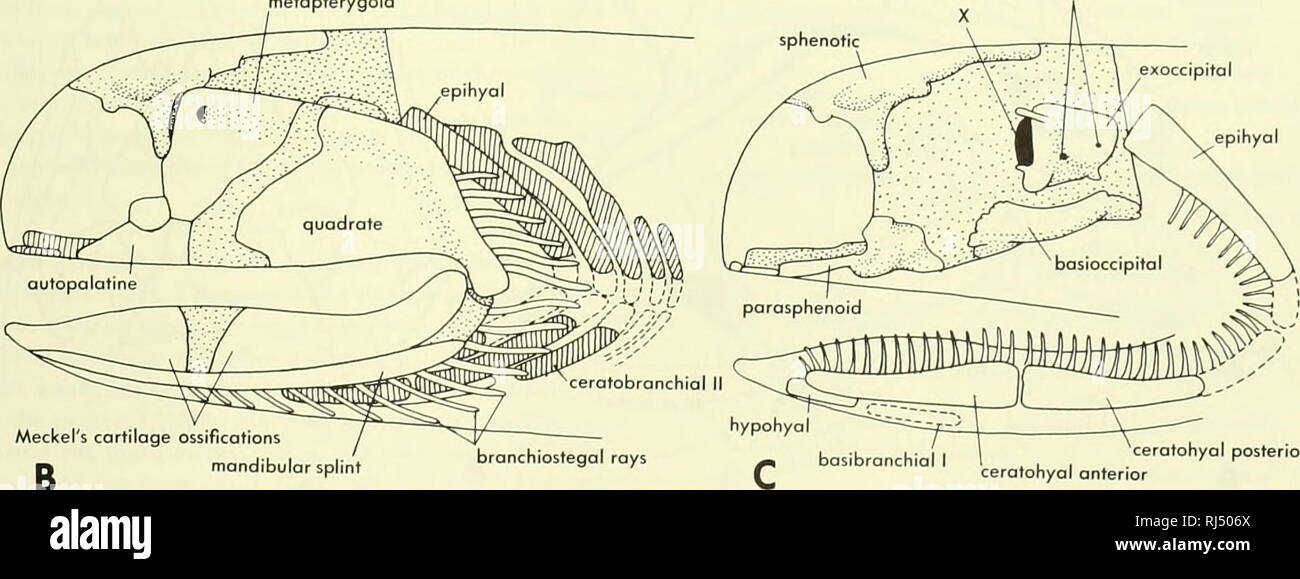 . Chordate morphology. Morphology (Animals); Chordata. occipitospinal '^ nerve foramina articulation for otic process of palatoquadrate metapterygoid occipitospinal nerve foramina X sphenotic exoccjpital epihyal. Meckel's cartilage ossifications n mandibular splint basibranchial I 1 , , ^ratohyal posterior ceratohyal anterior Figure 5-21. Head skeleton of Acanthodes sp. A, lateral view of head showing scales, circumorbital plates and operculum; B, lateral view of jaw elements, branchial skeleton, and endocranium; C, lateral view of endocranium and hyoid arch; D, ventral view of endocranium. {A Stock Photo