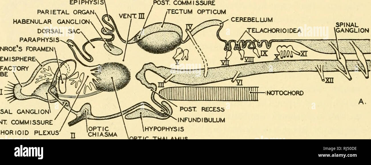 . Chordate anatomy. Chordata; Anatomy, Comparative. 350 CHORDATE ANATOMY Instead of only two . Chordate anatomy. Chordata; Anatomy, Comparative. 350 CHORDATE ANATOMY Instead of only two