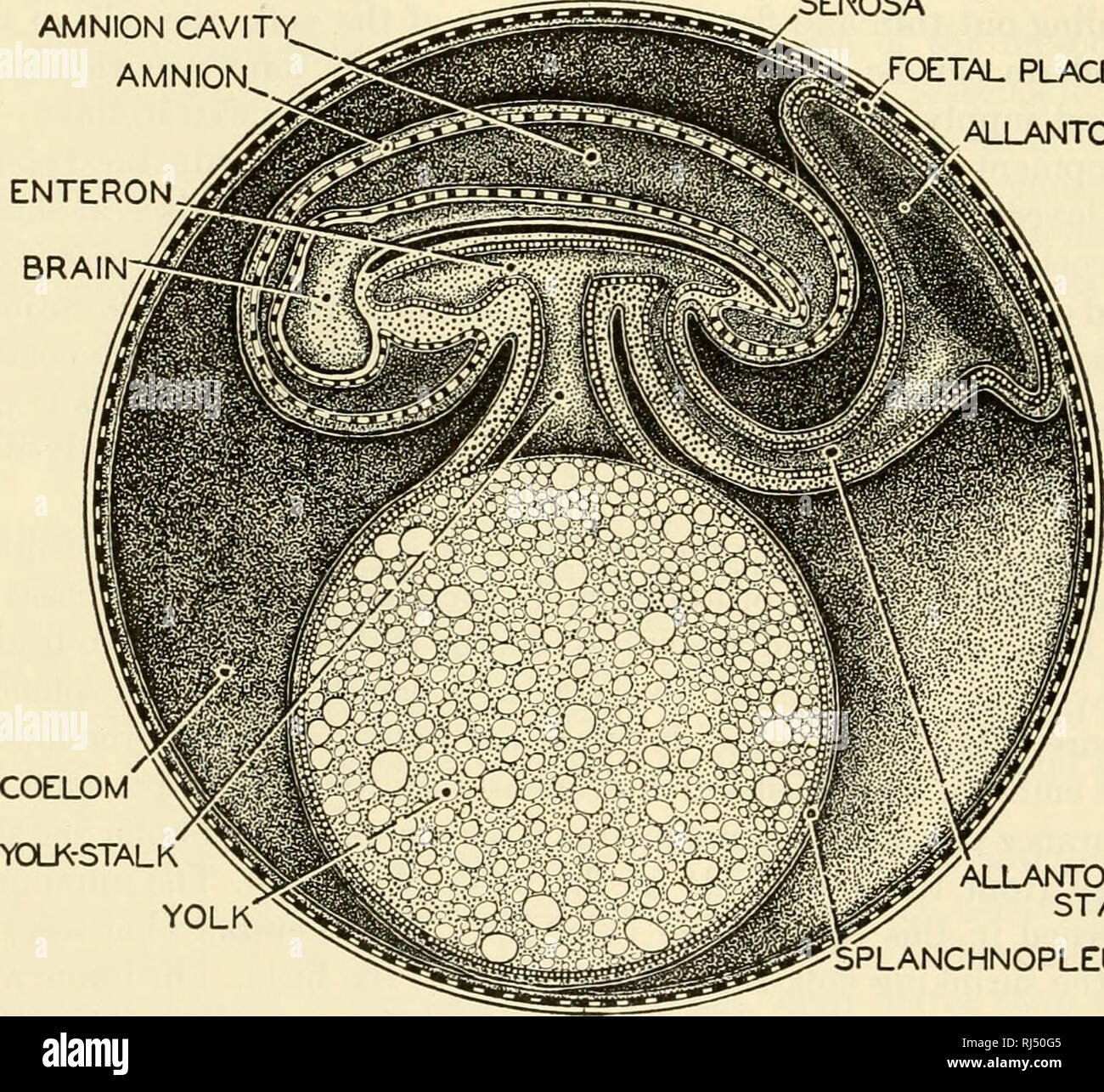 . The chordates. Chordata. AMNION CAVITY. AMNION. SEROSA FOETAL PLACENTA ALLANTOIS. ALLANTOIC STALK SPLANCHNOPLEURE Fig. 239. Diagrams illustrating the development of the amnion and allantois. (Top) Earlier stage; section transverse to long axis of embryo. (Bottom) Later stage; sagittal section of embryo. (After Kingsley. Courtesy, Neal and Rand: &quot;Chordate Anatomy,&quot; Philadelphia, The Blakiston Company.). Please note that these images are extracted from scanned page images that may have been digitally enhanced for readability - coloration and appearance of these illustrations may not  Stock Photo