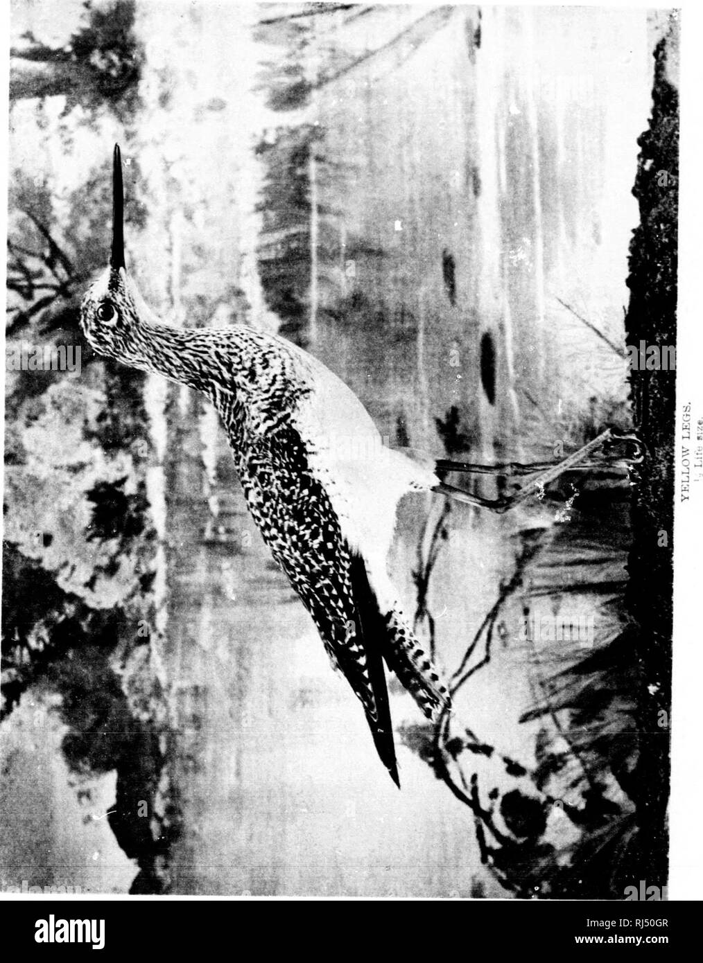 . Game birds and birds of prey [microform] : life histories of one hundred and seventy birds of prey, game birds and waterfowls. Birds of prey; Game and game-birds; Waterfowl; Rapaces; Gibier; Gibier d'eau. . Please note that these images are extracted from scanned page images that may have been digitally enhanced for readability - coloration and appearance of these illustrations may not perfectly resemble the original work.. Blanchan, Neltje, 1865-1918. Toronto : G. Morang Stock Photo