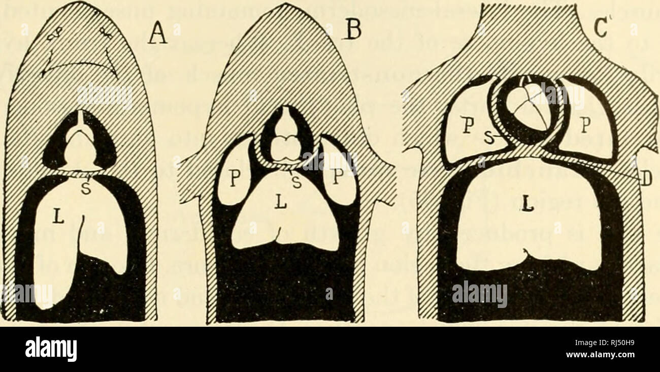 . The chordates. Chordata. Reproduction 287. Fig. 237. Diagrams showing the relations of the coelomic cavities (black) in (A) fishes, (B) amphibians and Sauropsida, and (C) mammals. (D) Diaphragm: (L) liver; (P) lungs; (S) septum transversum. In (B) the lungs lie in the peritoneal (or pleuroperitoneal) cavity; in (C) they occupy special pleural subdivisions of the coelom. (Courtesy, Kingsley: &quot;Comparative Anatomy of Vertebrates,&quot; Phila- delphia, The Blakiston Company.) pericardial cavity and continuous with the epicardium, are derived from the adjacent hypomeric mesoderm. The heart m Stock Photo