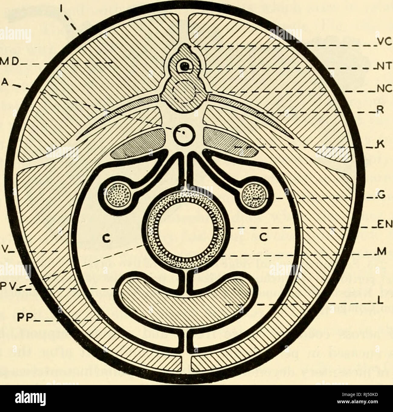 The Chordates Chordata Reproduction 281 Fig 232 Diagrammatic Transverse Section Of The Body Of A Vertebrate Showing Relations Of Organs To The Peritoneum And Coelom A Dorsal Aorta C Coelom En