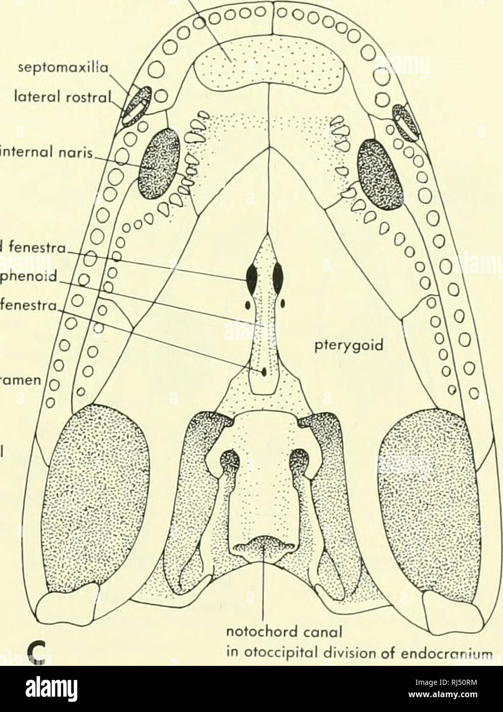 . Chordate morphology. Morphology (Animals); Chordata. anterior palatine fenestra nterpterygoid fenestra parasphenoid hypophyseal fenestrajO postorbital parietal foramen/q supra- temporal B postparietals tabular. notochord canal in otoccipital division of endocronium Figure 4-25. Skull and mandible of khthyoslega. A, lateral view; B, dorsal viev* of skull; C, palatal view of skull. (After Jarvik, 1952, Sdve-Soderbergh, 1932) The eosuchians are known from the Upper Permian. The most primitive members belong to the Family Millerettidae, which has been raised to a separate order by some. In the m Stock Photo