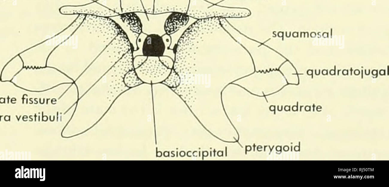 . Chordate morphology. Morphology (Animals); Chordata. V2 3 prootic  i——y^——,^, ^opisthotic fenestra vestJbuli XII exoccipital ix-x-xi basioccipital parasphenoid &quot;supraoccipital&quot; postparietal posttemporal fenestra^ ^,,,,-^——,—/—^.-^ ^tabular parasphenoid jugal cronioquadrate fissure fenestra vestibul quadratojugal. quadrate Figure 4-24. Skull of Po/oeogyr/nus, on early Pennsylvonian amphibian from Scotland. A, dorsal view with sensory-line system indicated on right half by dashed lines; B, palatal view,- C, lateral view; D, loteral view with bones of cheek removed; E, lateral view  Stock Photo