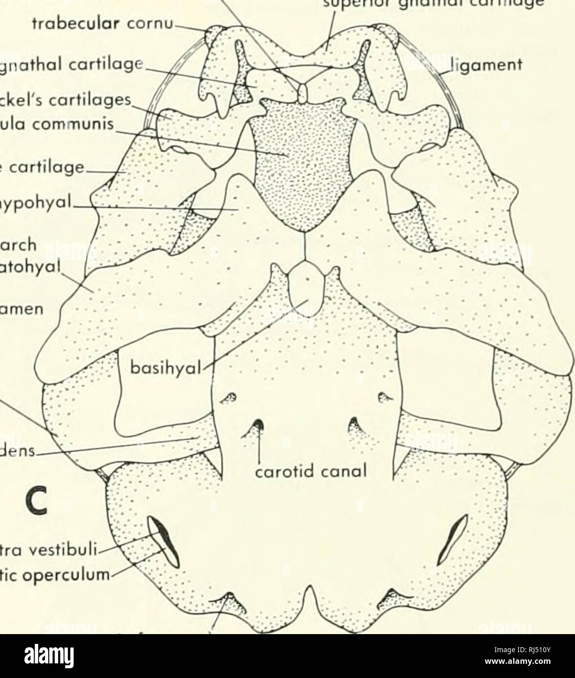 . Chordate morphology. Morphology (Animals); Chordata. intermondibular cartilage trabecular cornu inferior gnathal cartilage Meckel's cartilages. trabeculo communis prootic fenestra otic capsule quadrate cartilage hypohyal occipital arch ceratohyol. superior gnathal cartilage igoment metotic foramen superior gnathal cartilage A carotid conalX o^ic operculum fenestra vestibull otic process of quadrate cartilage processus oscendens. C. fenestra vestibuli otic operculum jugular foramen (metotic foramen) Figure 4-22. Cartilaginous jaws and chondrocranium of tadpole. A, lateral view of entire chond Stock Photo