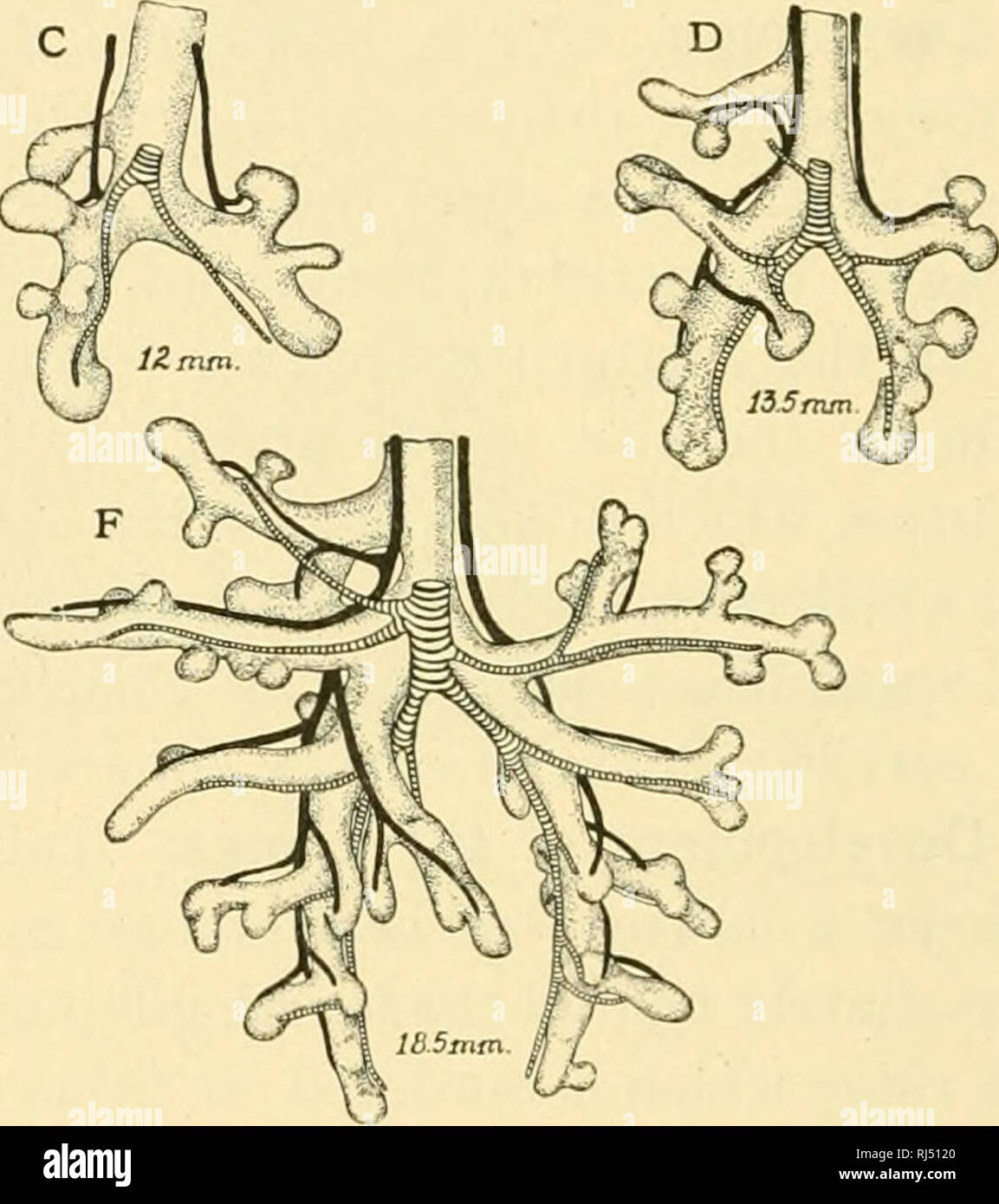 . Chordate anatomy. Chordata; Anatomy, Comparative. Fig. 239.^—Stages
