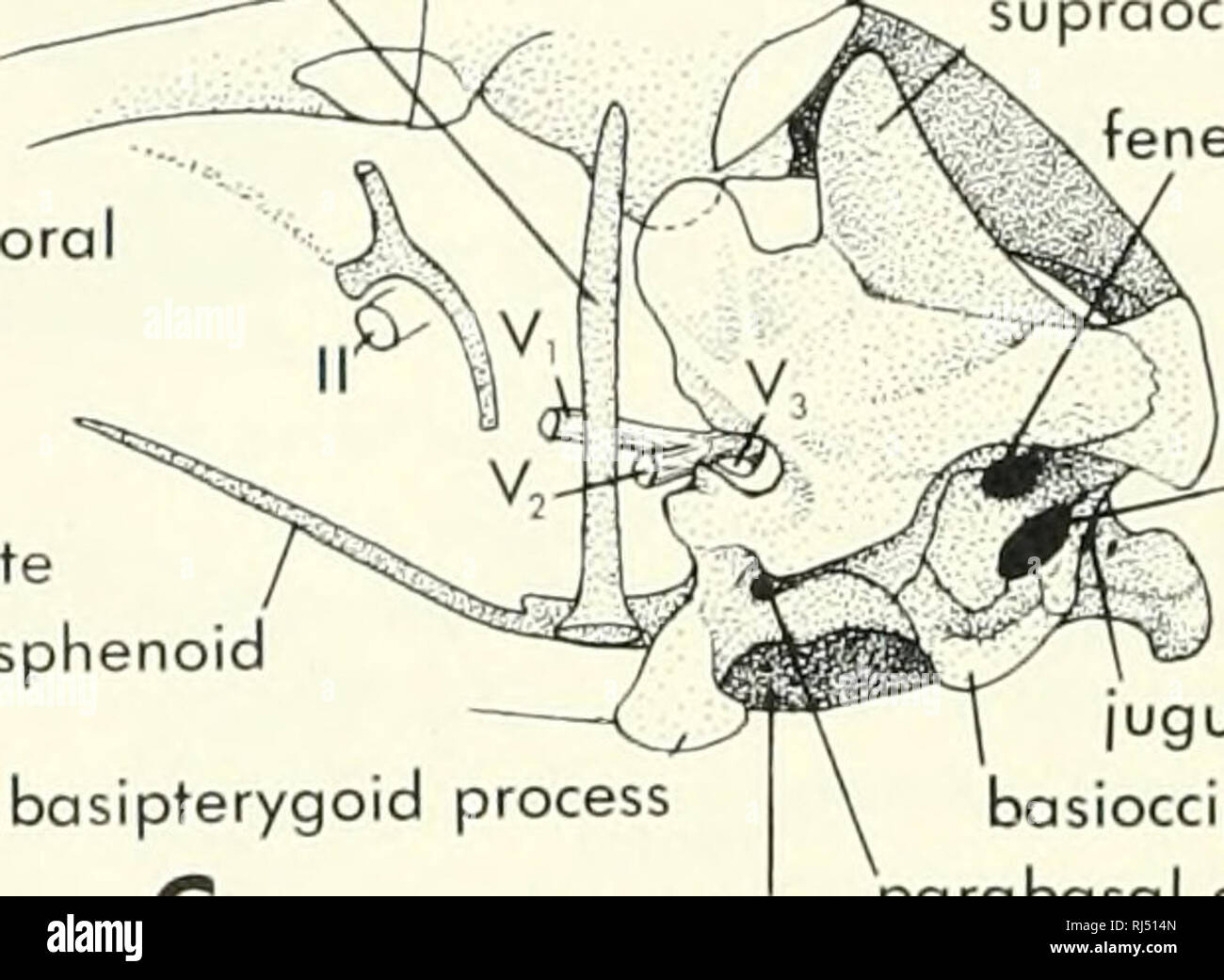 . Chordate morphology. Morphology (Animals); Chordata. supratempi epiphysis -quadrate para columella pterygoid B jugular foramen hypoglossal foramen foramen magnum. occipital estra vestibuli perilymphatic fenestra, IX .ipterygc , pterygoid jiar foramen pitol process parabasal canal coronoid supraongulare orticulare. Please note that these images are extracted from scanned page images that may have been digitally enhanced for readability - coloration and appearance of these illustrations may not perfectly resemble the original work.. Jollie, Malcolm. New York, Reinhold Stock Photo