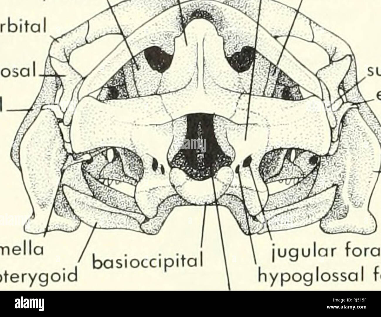 . Chordate morphology. Morphology (Animals); Chordata. nasal septomaxilla premaxilla vomer maxilla palatine porasphenoid parietal supraoccipital  exoccipital parietal prootic, ,,.,J  L epipterygoid ep,pterygor^^^ P ^ prootic endolymphatic foramen opisthotic jugular foramen &lt;J^;-Cl^ exoccipital basioccipital perilymphatic fenestra, IX quadrate sella turcica carotid foramen postorbita squamosa juga. supratempi epiphysis -quadrate para columella pterygoid B jugular foramen hypoglossal foramen foramen magnum. Please note that these images are extracted from scanned page images that may have b Stock Photo