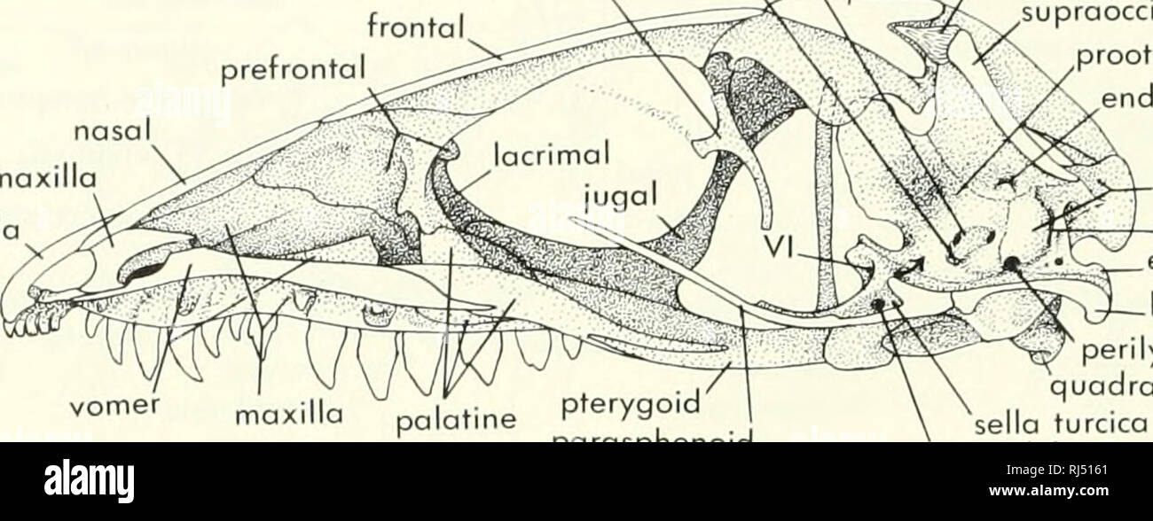 . Chordate morphology. Morphology (Animals); Chordata. internal auditory meatus parietal orbitosphenoid Vll^  J   processus ascendens supraoccipital fronto prefrontal. nasal septomaxilla premaxilla vomer maxilla palatine porasphenoid parietal supraoccipital  exoccipital parietal prootic, ,,.,J  L epipterygoid ep,pterygor^^^ P ^ prootic endolymphatic foramen opisthotic jugular foramen &lt;J^;-Cl^ exoccipital basioccipital perilymphatic fenestra, IX quadrate sella turcica carotid foramen postorbita squamosa juga. Please note that these images are extracted from scanned page images that may ha Stock Photo
