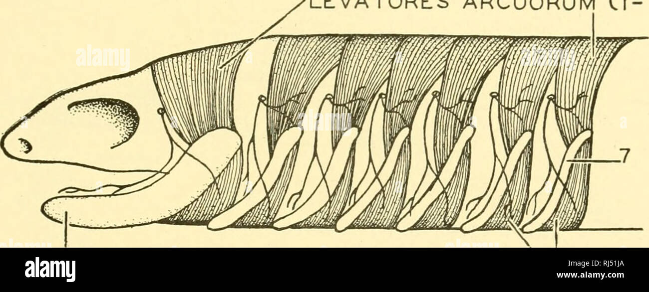. Chordate anatomy. Chordata; Anatomy, Comparative. i|i^ ^^^--^ FiM-rniX&quot;^ MYOTOMIC buds'  ^'^-&quot;-^ h, FIN-FOLD &quot;•&quot;&quot;Sypogldssus muscle buds B.  COELOM,/;- Fig. 188.—Diagram of bvidding of hypoglossal and pectoral fin muscles from trunk myotomes in an elasmobranch embryo. A. Lateral view after Braus. 2-6, visceral arches. B. Cross section in region of pectoral fin-fold. LEVATORES ARCUORUM C(-7). VISCERAL SKELETAL ARCHES Cl-7)  DEPRESSORES ARCUORUM Cl-7^ LEVATORES [-4 DIGASTRICUS MASSETER TEMPORALIS DORSO-LARYNGIS AND DORSO- TRACHEALIS. Please note that these images ar Stock Photo