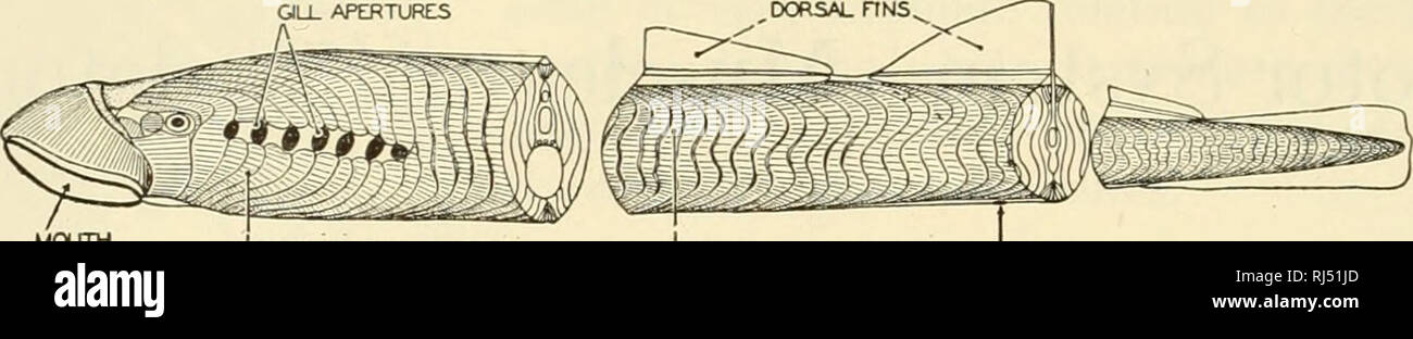 . The chordates. Chordata. A.AWPHIOXUS. ' | ' ATRIOPORE METAPLEURAL ...