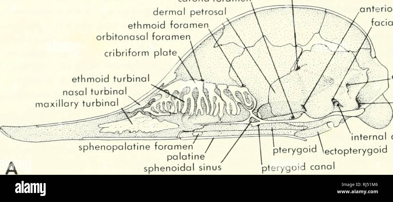 . Chordate morphology. Morphology (Animals); Chordata. carotid foramen dermal petrosal ethmoid foramen orbitonasal foramen cribriform plate prootic canal. ethmoid turbinol ^ nasal turbinal maxillary turbinal sphenopalatine foramen palatine sphenoidal sinus anterior lacerate fissure facial canal endolymphatic foramen jugular foramen nternol auditory meatus ectopterygoid pterygoid canal. Please note that these images are extracted from scanned page images that may have been digitally enhanced for readability - coloration and appearance of these illustrations may not perfectly resemble the origin Stock Photo