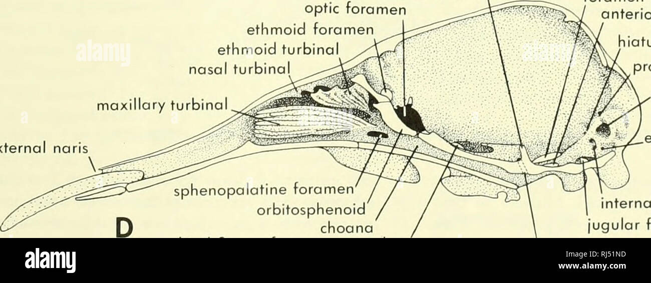 . Chordate morphology. Morphology (Animals); Chordata. glenoid -crista parotica ... I . , x&gt;' /  --^  '^stylomastoid foramen occipital condy e '^ I ,,1^^/^ i • i ^ ^ palatine ^°&quot;'^'  hyoid process Q ectopterygoid dorsum sellae optic foramen ethmoid foramen ethmoid turbinal nasal turbinal maxillary turbinal. external naris orbital fissure-foramen rotundum foramen ovale anterior lacerate fissure hiatus facialis foramen prootic canal subarcuate fossa endolymphatic foramen nternal auditory meatus jugular foramen carotid foramen (dashed outline) Figure 3-8. Skull and mandible of the Plat Stock Photo