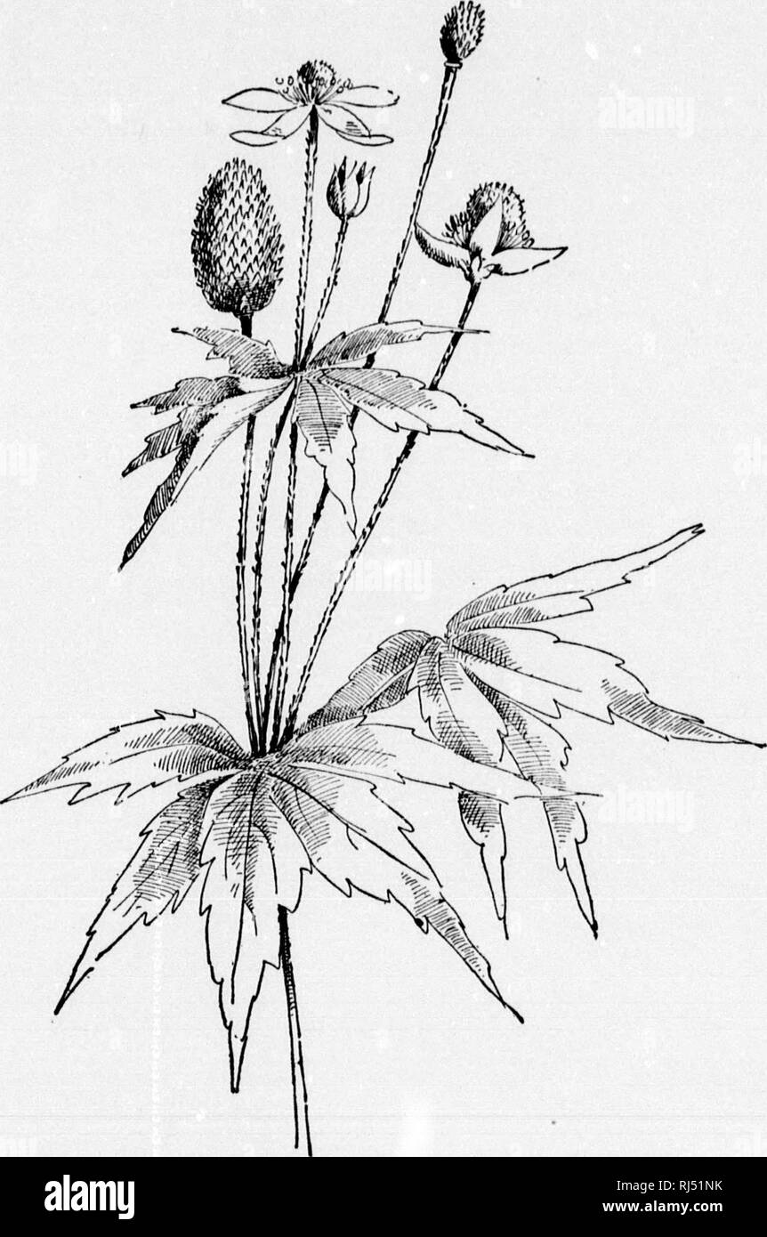 . A guide to the wild flowers [microform]. Wild flowers; Botany; Fleurs sauvages; Botanique. PLATE CIX. THIMBLE-WEED. Anemone Virginiana, (211). Please note that these images are extracted from scanned page images that may have been digitally enhanced for readability - coloration and appearance of these illustrations may not perfectly resemble the original work.. Lounsberry, Alice; Rowan, Ellis, 1858-1922. Toronto : W. Briggs Stock Photo