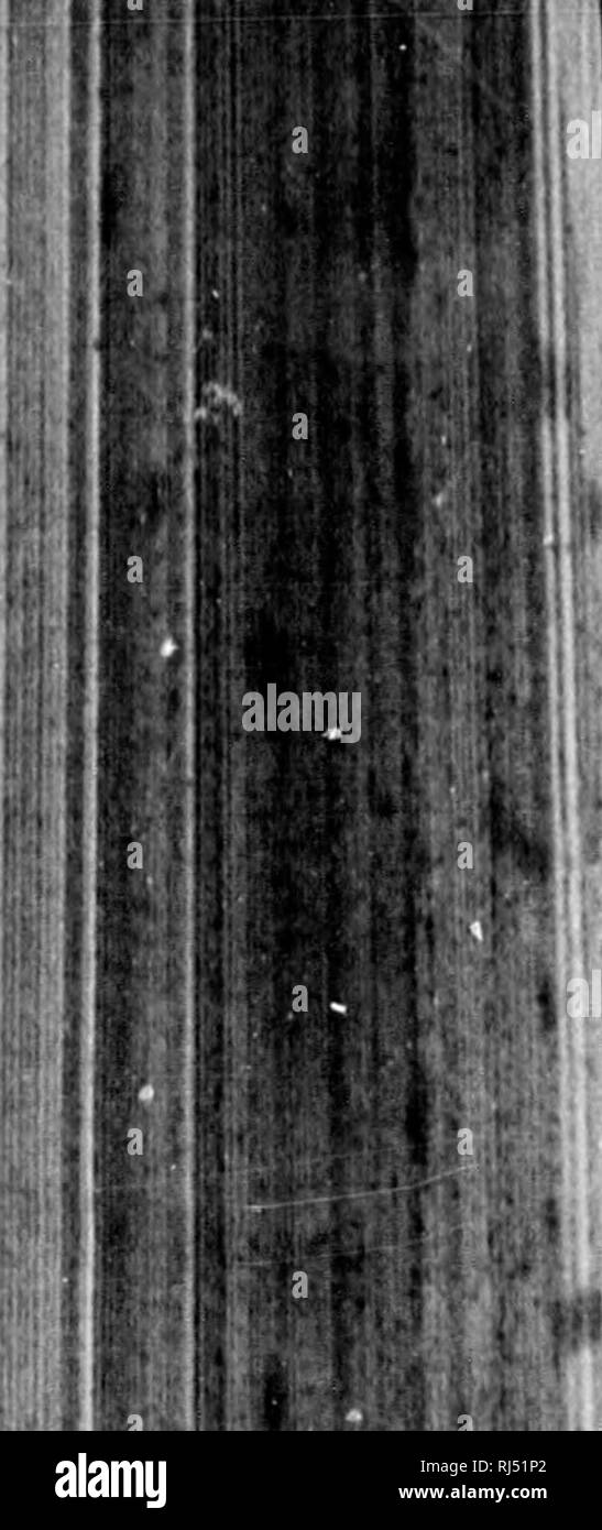 Beavers protected Black and White Stock Photos & Images - Alamy