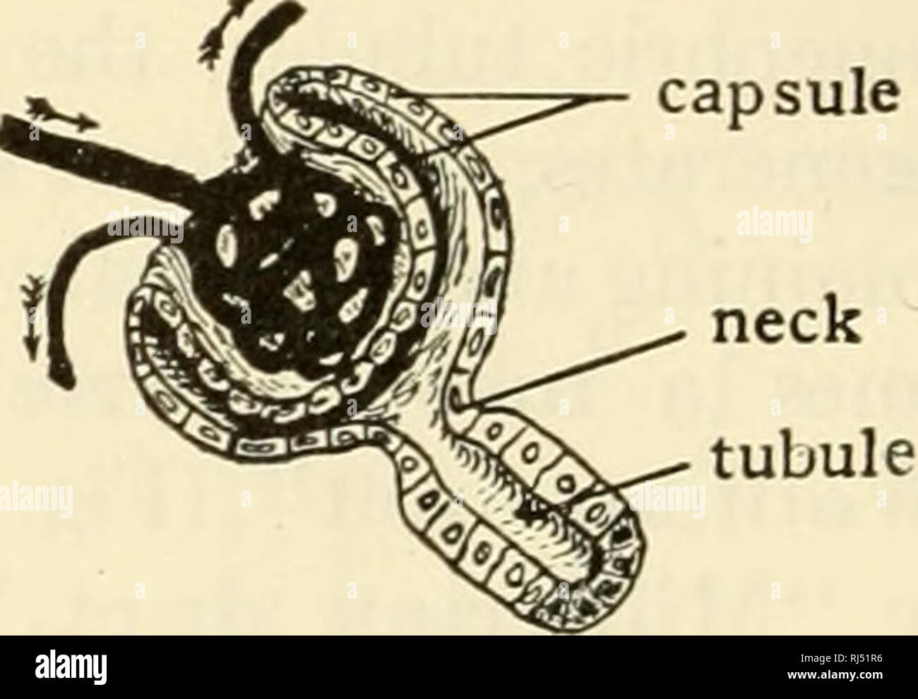 . The chordates. Chordata. posterior cardinal vein collecting vein