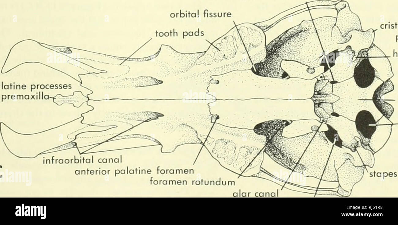 . Chordate morphology. Morphology (Animals); Chordata. temporal canal parietal orbltosphenoid dermal petrosal anterior lacerate fissure orbital fissure tooth. palatine processes of premaxilla crista parotica or paroccipital process hyoid process basisphenoid jugular foramen mtraorbiti anterior palatine foramen foramen rotundum stapes alar canal foramen ovale Figure 3-7. Skull and mandible of the Platypus (Ornithorhynchus). A, lateral view of skull and mandible; B, dorsal view of skull; C, ventral view of skull. MAMMALIAN HEAD SKELETON • 45. Please note that these images are extracted from scan Stock Photo