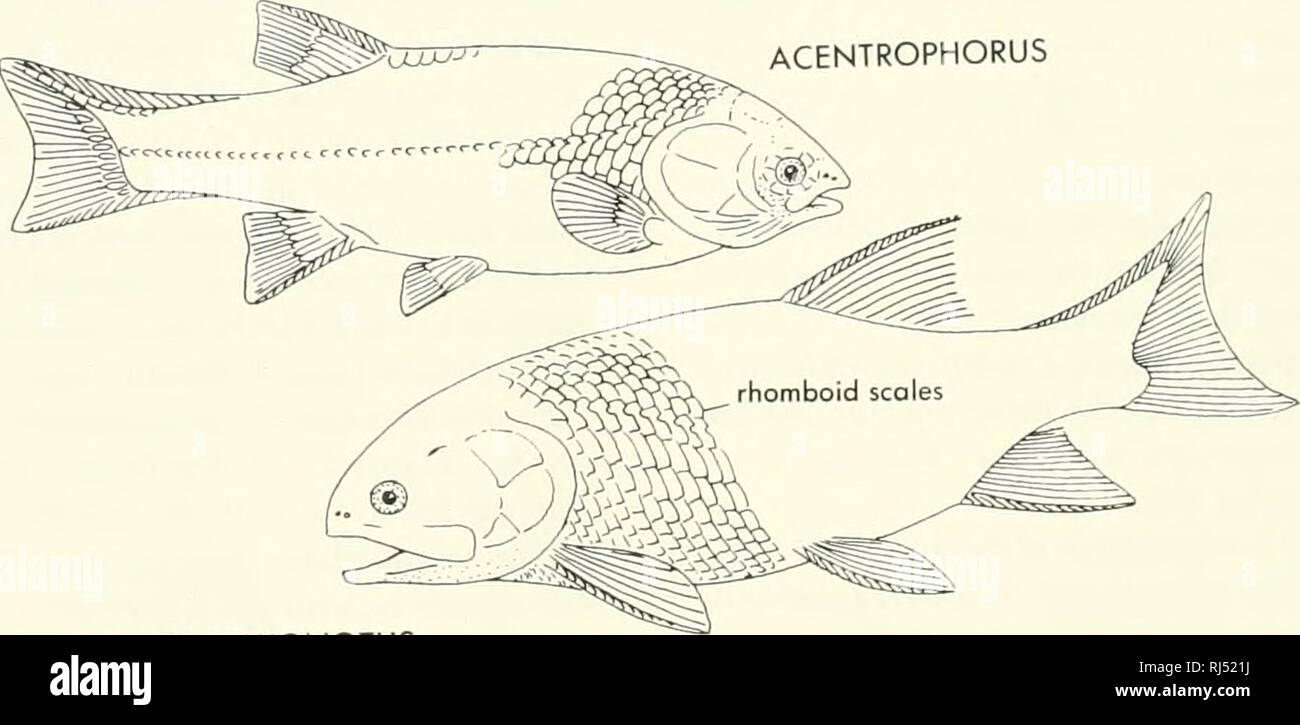 chordata fish drawing