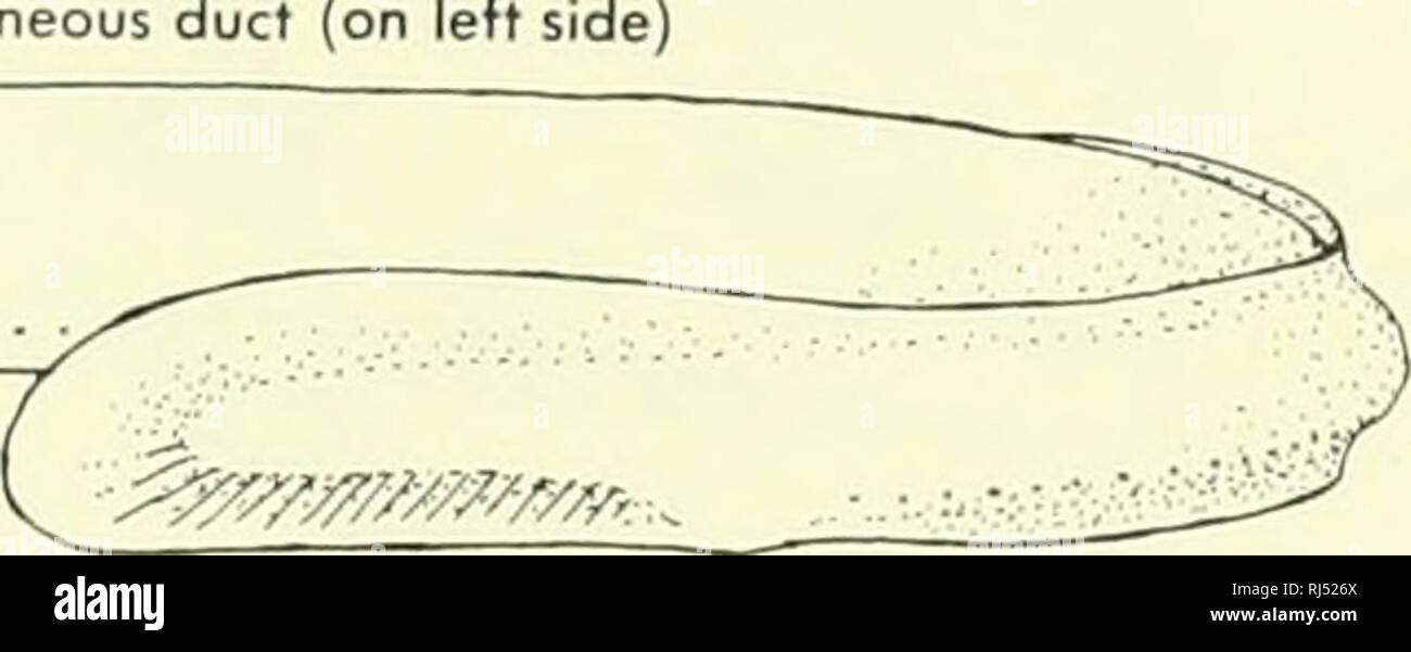 . Chordate morphology. Morphology (Animals); Chordata. dorsal ftn nasohypophyseal opening buccal
