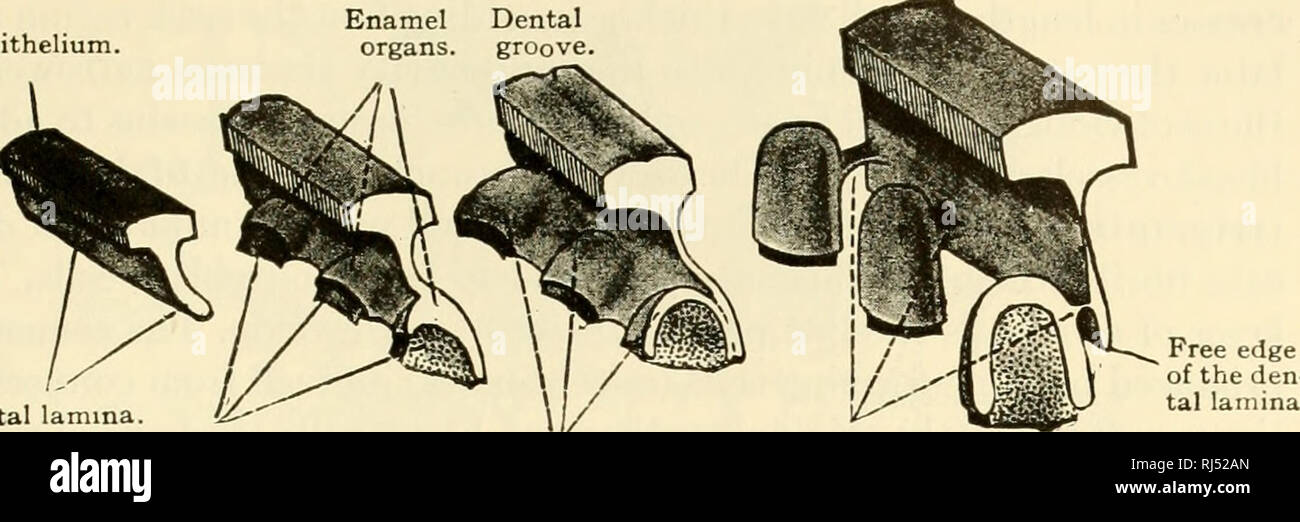 The chordates. Chordata. The Inner (Alimentary) Tube and Its Respiratory  Derivath Oral epithelium. Dental lamina Papilla Enamel Dental organs,  groove. Enamel organs. Necks of enamel organs. C D Fig. 36. Diagrams