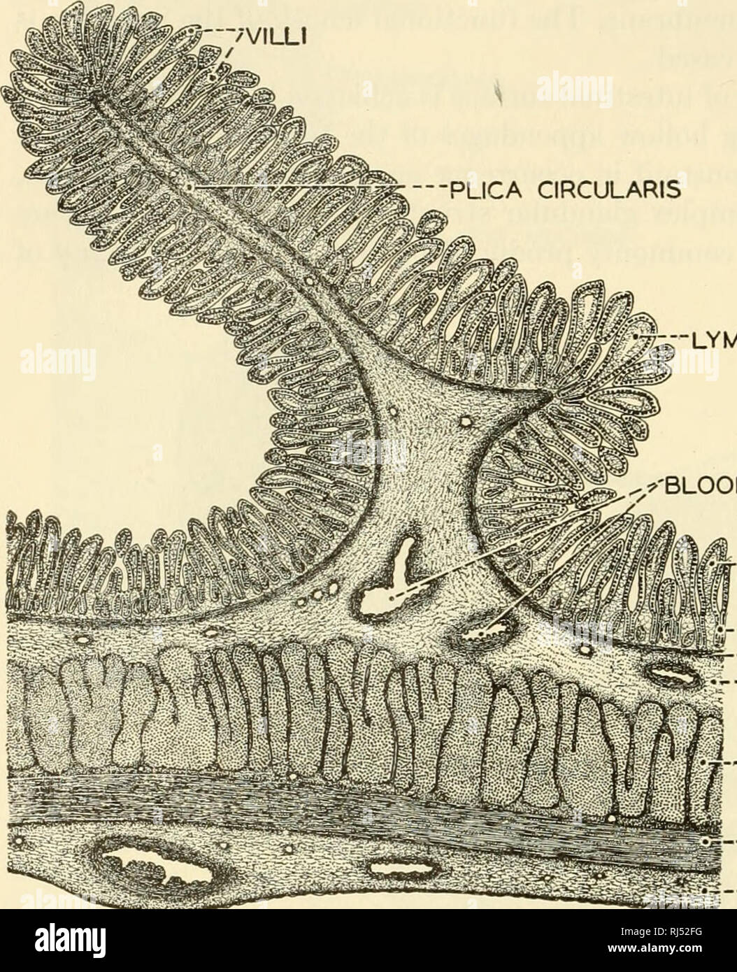 . The chordates. Chordata. 30 Basic Structure of Vertebrates 'VILLI PLICA CIRCULARIS. LYMPHATIC ^'BLOOD VESSELS •VILLUS CRYPT MUSCULARIS MUCOSAE SUBMUCOSA :: I'y-CIRC. MUSCLE LONG. MUSCLE SEROSA Fig. 22. A longitudinal section of the human jejunum, showing in cross section one of the circular plicae (valvulae conniventes). (X 15.) (Courtesy, Neal and Rand: &quot;Chordate Anatomy,&quot; Philadelphia, The Blakiston Company.). Please note that these images are extracted from scanned page images that may have been digitally enhanced for readability - coloration and appearance of these illustration Stock Photo