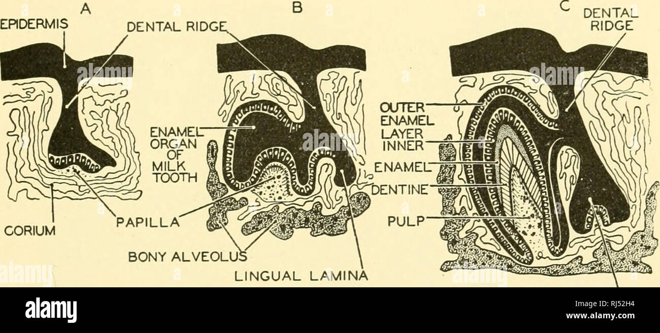 Chordate Anatomy Chordata Anatomy Comparative Teeth 141 Cement Is A Bone Like Substance Covering The Root Of The Tooth As A Thin Layer Which Becomes Thickest At The Apex Like Other Bone
