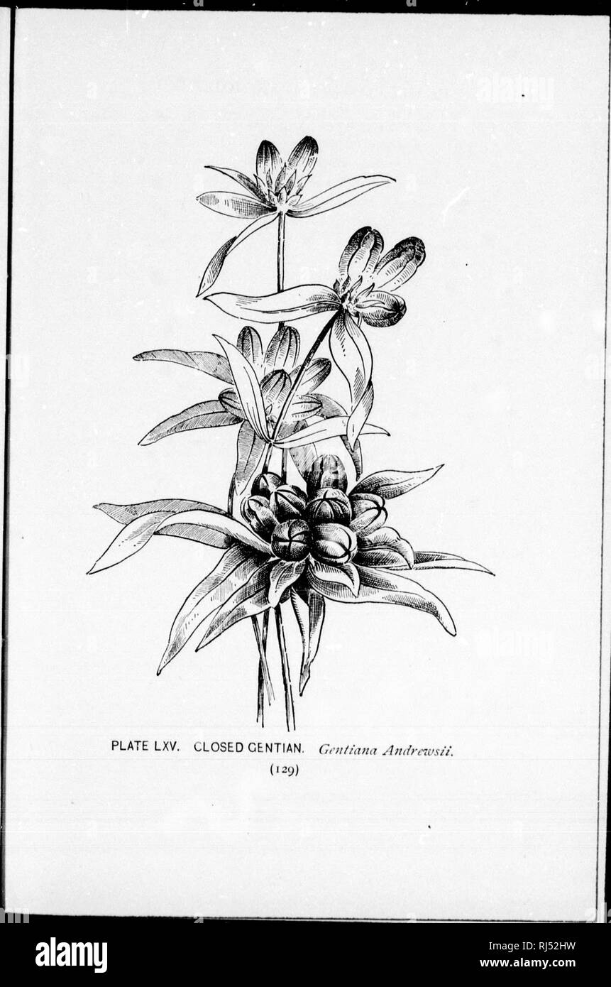 . A guide to the wild flowers [microform]. Wild flowers; Botany; Fleurs sauvages; Botanique. . Please note that these images are extracted from scanned page images that may have been digitally enhanced for readability - coloration and appearance of these illustrations may not perfectly resemble the original work.. Lounsberry, Alice; Rowan, Ellis, 1858-1922. Toronto : W. Briggs Stock Photo