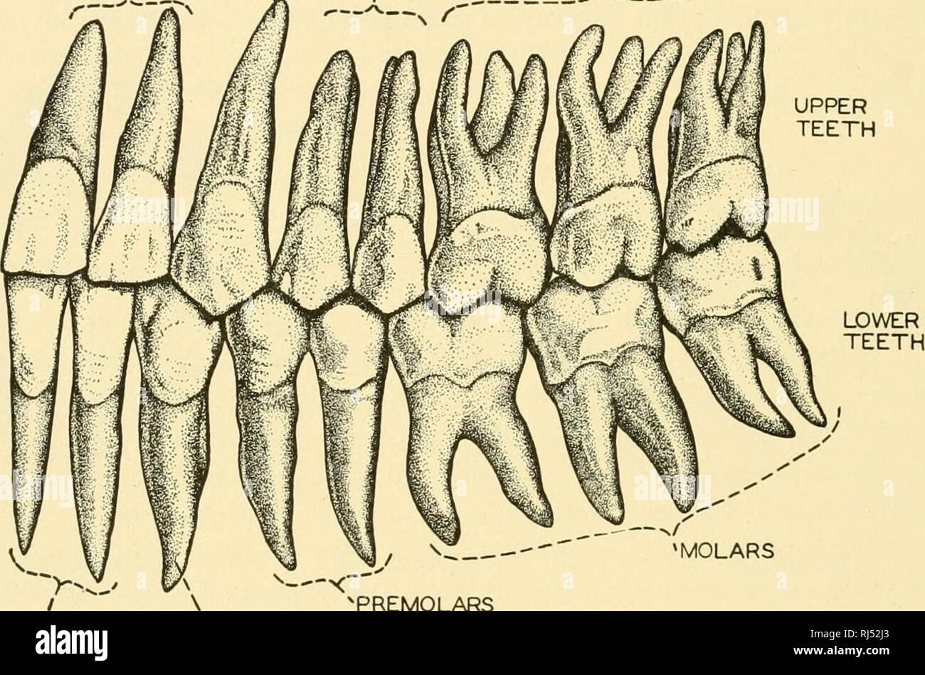 Chordate anatomy. Chordata; Anatomy, Comparative. 138 CHORDATE ANATOMY  Significantly, in man, although even the upper canines are hardly larger  than incisors, they have nevertheless the long roots of the animal tusk.