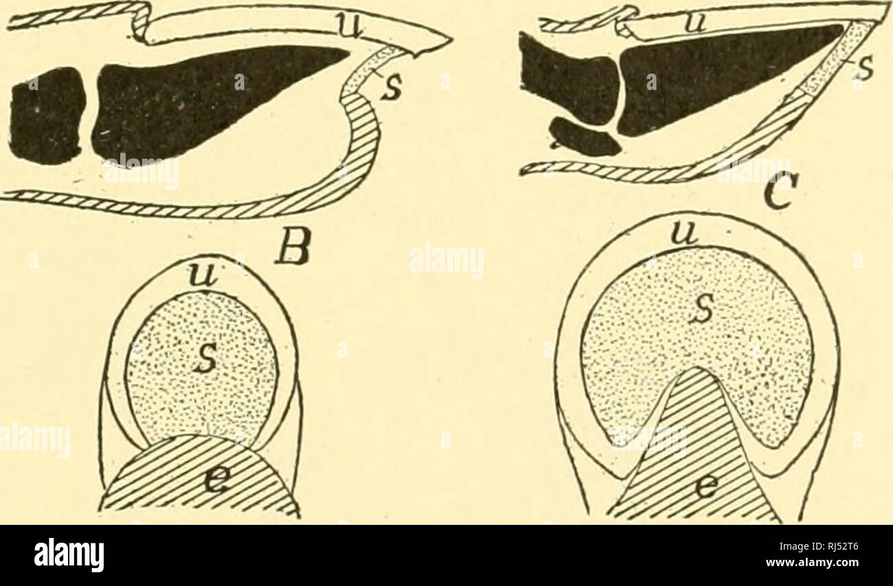 . Chordate anatomy. Chordata; Anatomy, Comparative. Fig. 112.—Diagrams of (A) nails, (B) claws