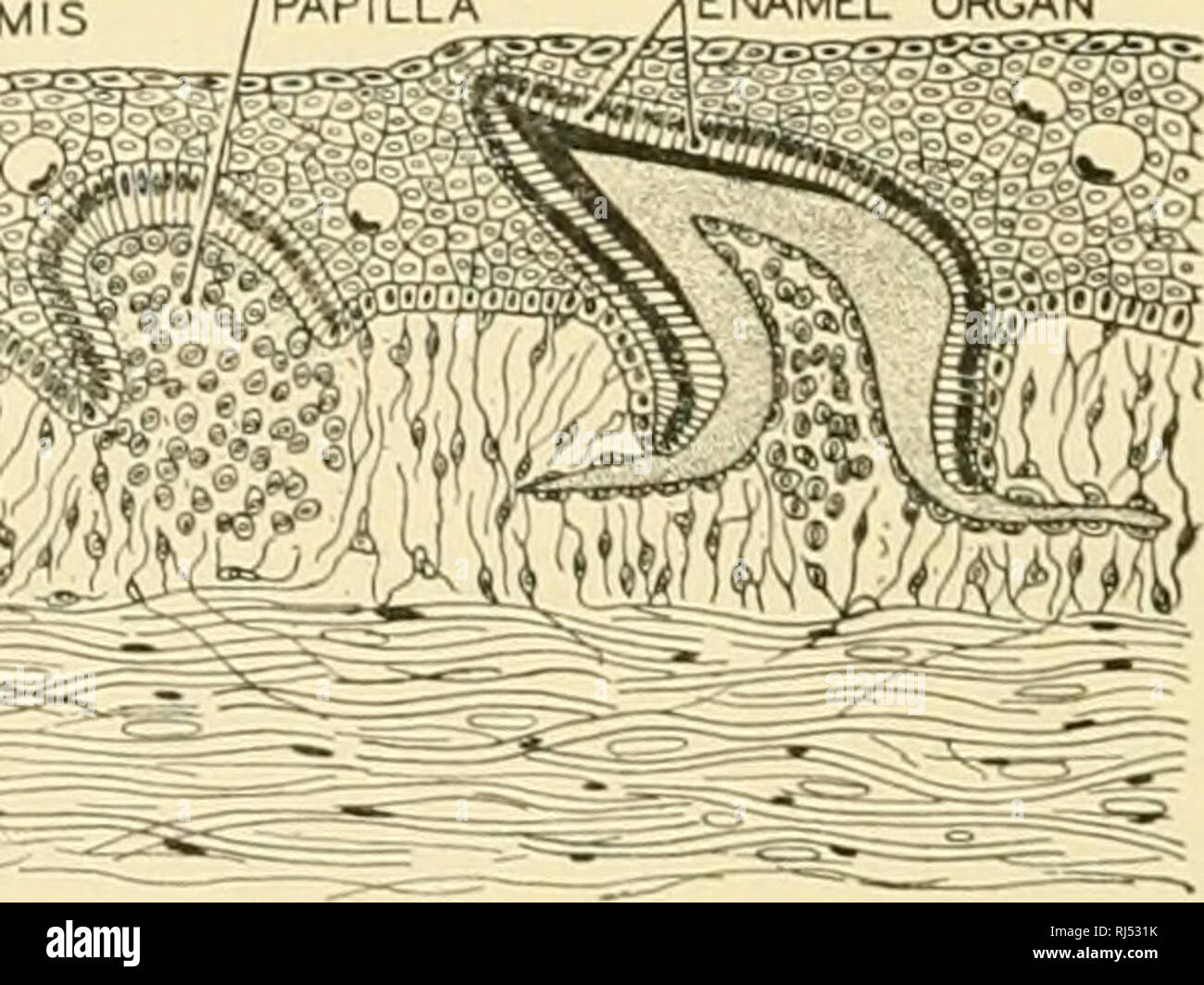 Placoid scales hires stock photography and images Alamy