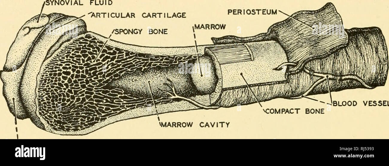Chordate Anatomy Chordata Anatomy Comparative I04 Chordate Anatomy Bone Cartilage And Bone Are Similar In That Their Essential Skeletal Material Is A Non Living Matrix Within Which Are Imbedded Living Cells Bone