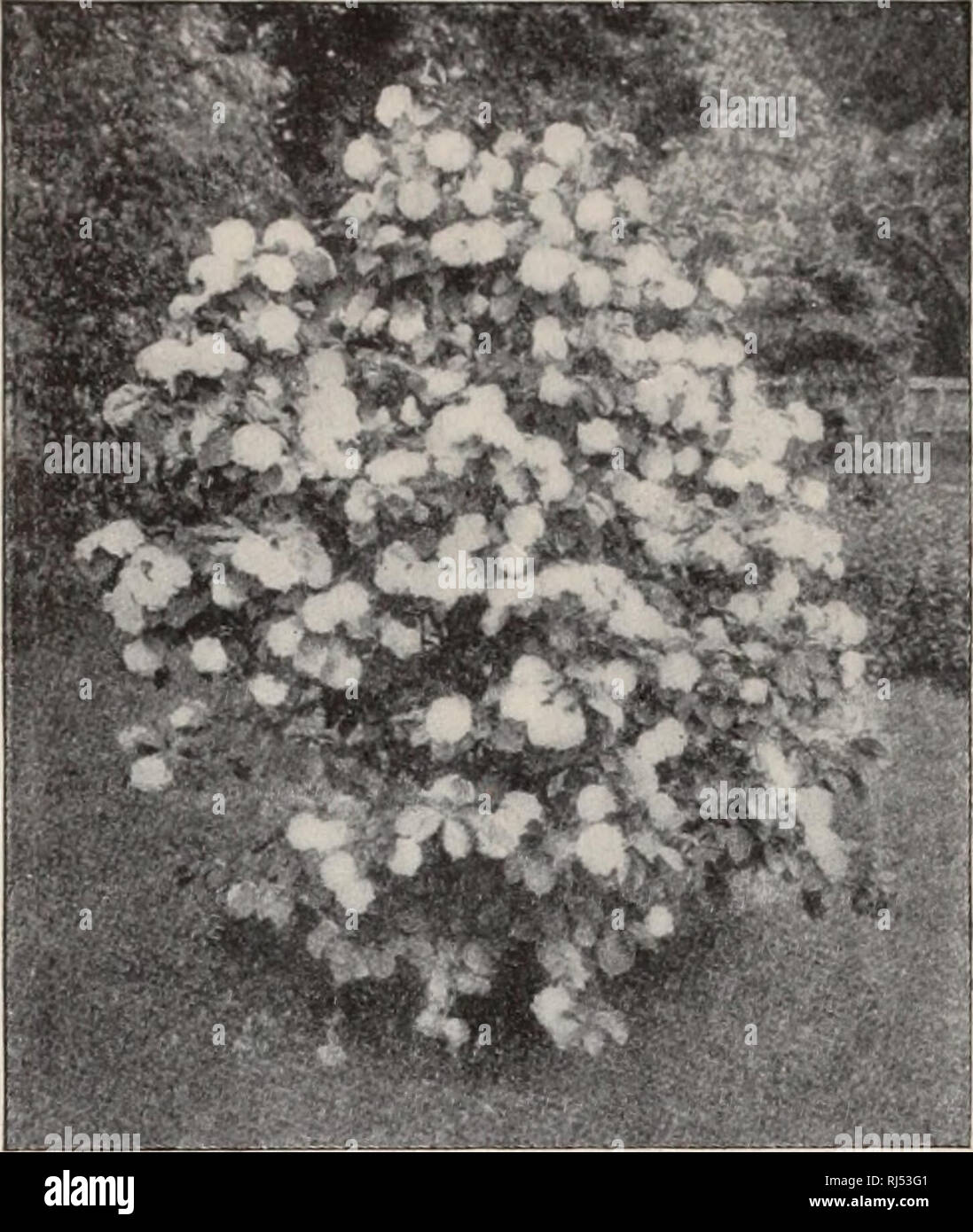 . Choice hardy trees and plants / F.W. Kelsey Nursery Company.. Nursery Catalogue. 46 FREDERICK W. KELvSEY.. 1BURNUM PLICATUM. VACCINIUM vacillans (II). A smaller shrub than V. corymbosum ; produces the well-known blue- berry fruit of commerce. 25 and 35 cts. Low prices in quantity. VIBURNUM acerifolium. Maple-Leaved Vi- KURNi -M (II). Flat clusters of white flowers in early spring; dark berries in autumn. 35 cts. VIBURNUM cassinoides (II). Rich green leaves and white flowers in June; handsome dark red berries in fall. 25 cts. VIBURNUM Cotinifolum. A fine variety; white flowers in early sprin Stock Photo