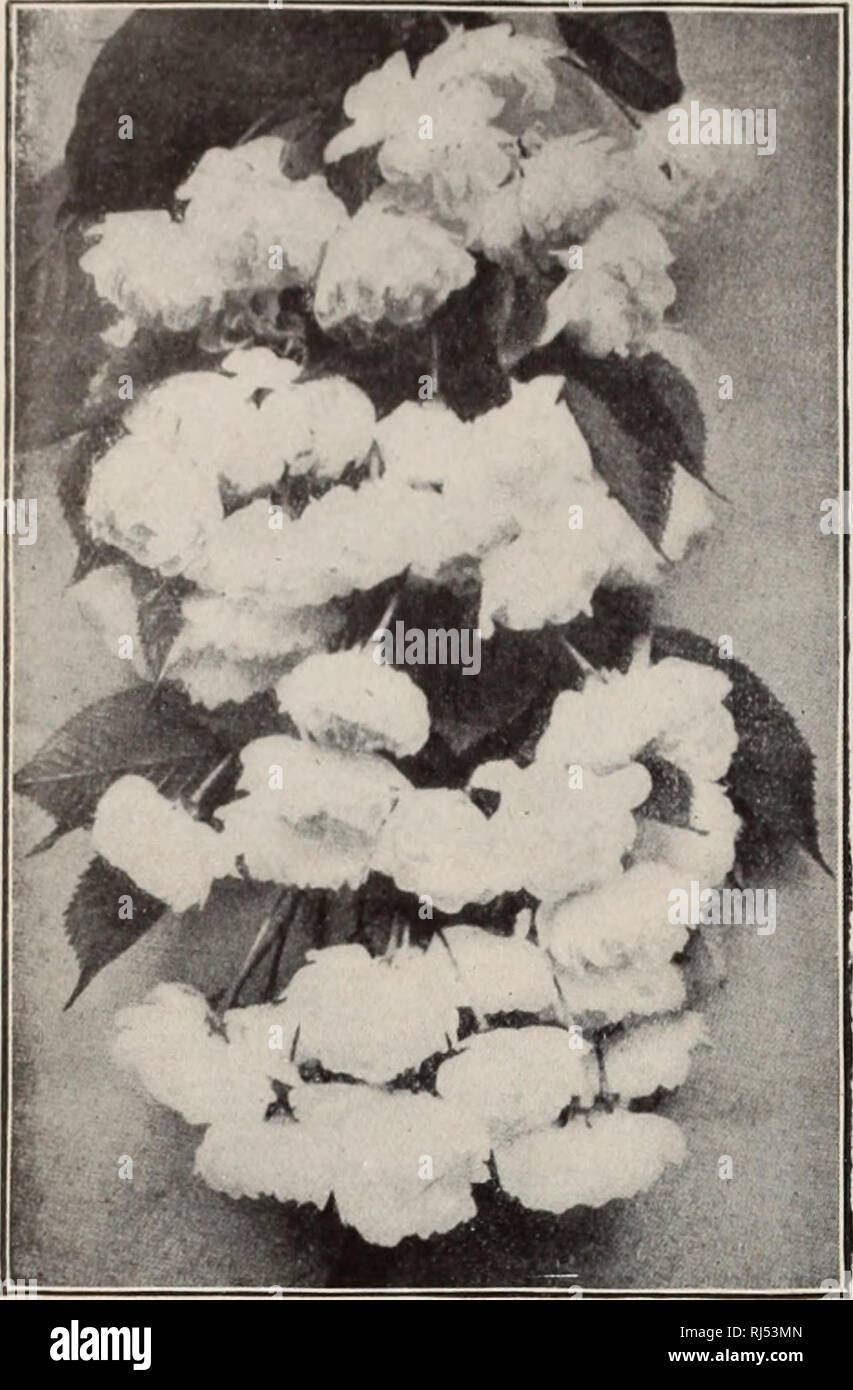 . Choice hardy trees and plants / F.W. Kelsey Nursery Company.. Nursery Catalogue. FREDERICK V. KELSEY.. BI.OOM OF CERASUS ROSEA PENDUI.A. (See page 9.1 CERASUS semperflorens pendula. Ever- Flowering Weepin(; Cherry (III). Small tree, flowering and fruiting all summer. $1. CERASUS Sieboldii alba plena. Siekui.d's DoruLE-Fi-OWERiNc, Cherry (III). Semi-double white flowers. 50 cts. CERASUS Sieboldii rubra plena. Sierold's Double Red-Flowering Cherry (III). Semi- double white flowers, tinged with red. 75 cts. to Si.25. CERASUS Sinensis flore plena. Chinese Doi ble-Fi.owering Cherry (II). Large d Stock Photo