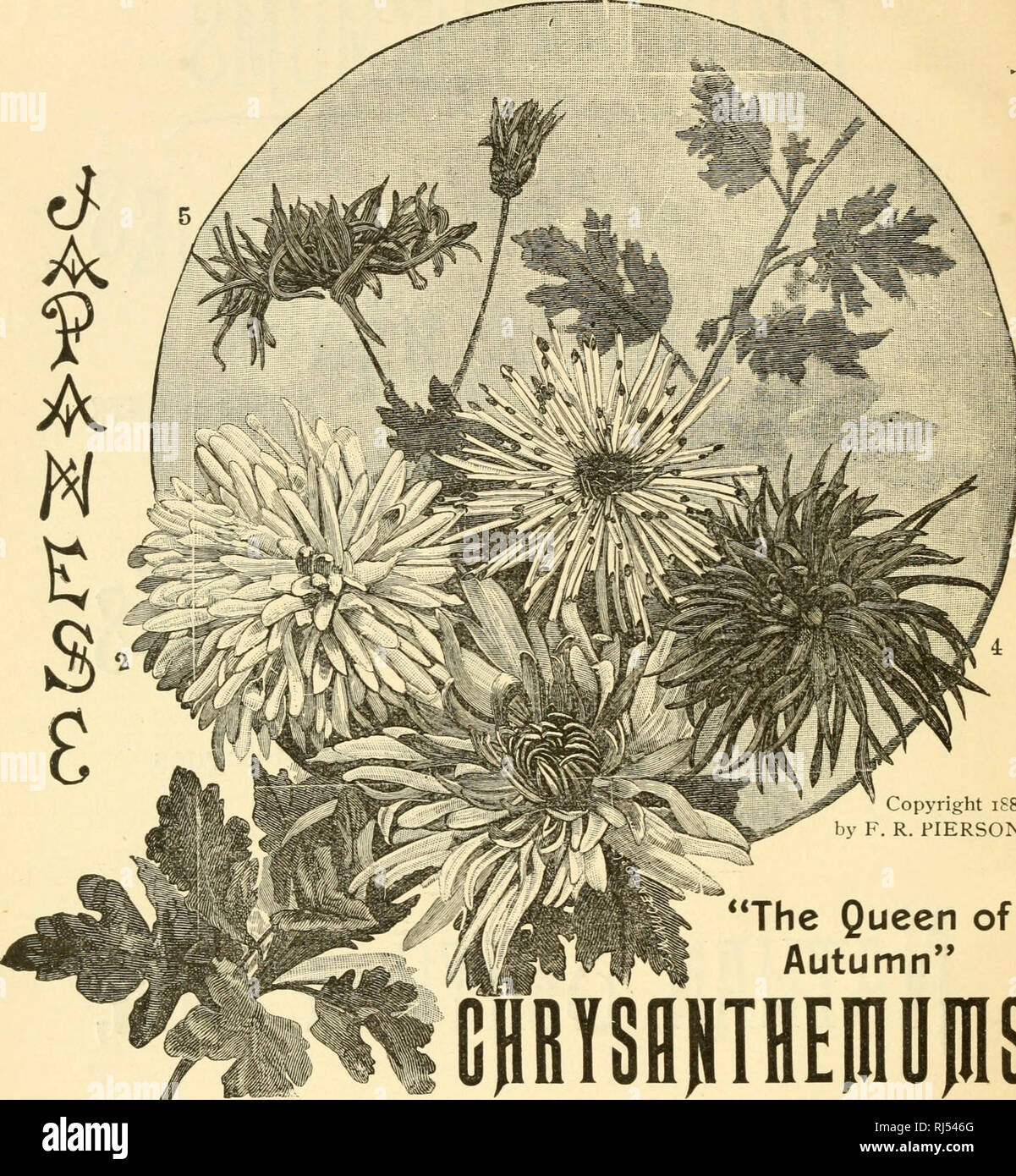 The History of Chrysanthemums