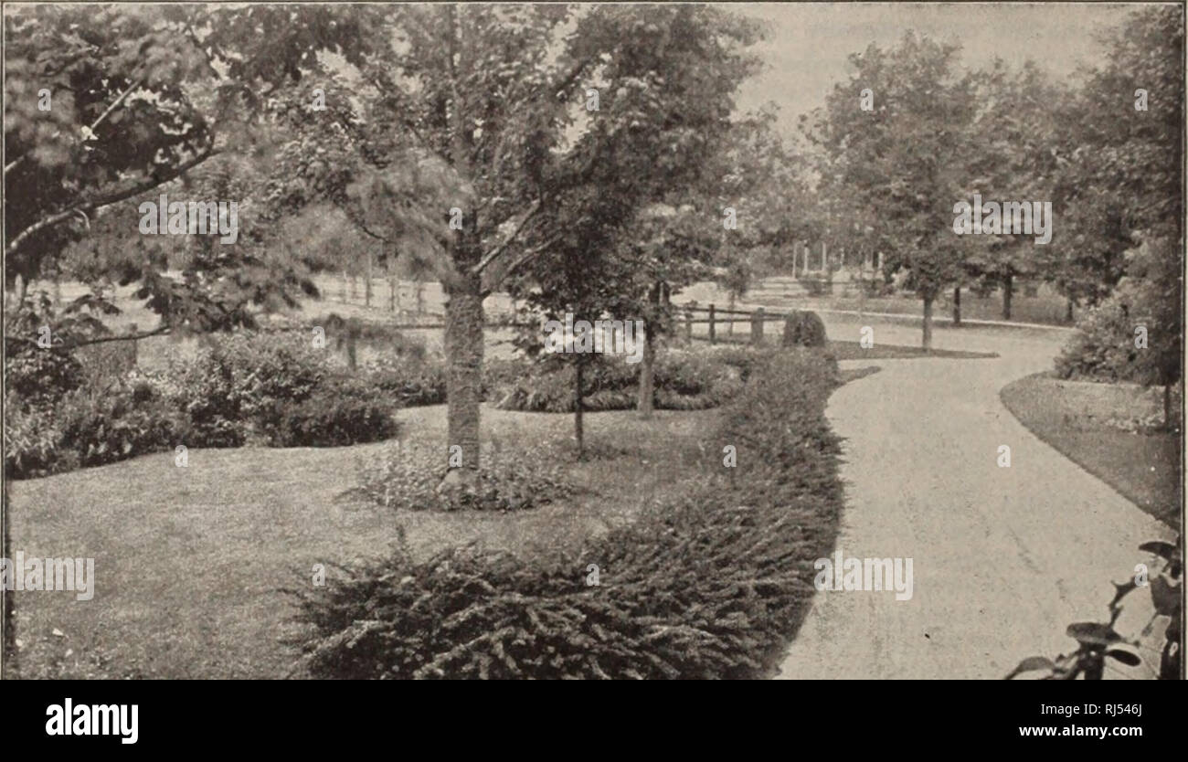 . Choice hardy trees and plants / F.W. Kelsey Nursery Company.. Nursery Catalogue. 32 Fred'k W. Kelsey, 150 Broadway, New York. BERBERI5 Canadensis. Amebican Babberuy. Yellow flowers, and red berries in the autumn. 25 to 50 cts. BERBERIS Fortunei. Dwarf habit, with small, pale green foliage, whicli changes to a brilliant red in autumn. 50 cts. BERBERIS ilicifolia A fine variety, with large dark green leaves, which remain on the plant until late in the winter. 50 cts. BERBERIS purpurea. Purple-Leaved Bab- HERRY. A valuable sort, with rich dark purple foliage and purple fruit. Very flue. 25 to 5 Stock Photo